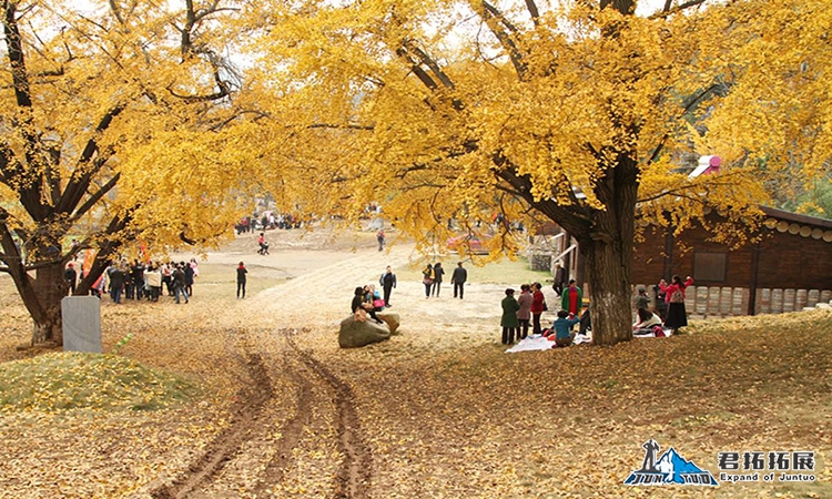 中国千年银杏谷随州银杏谷拓展基地