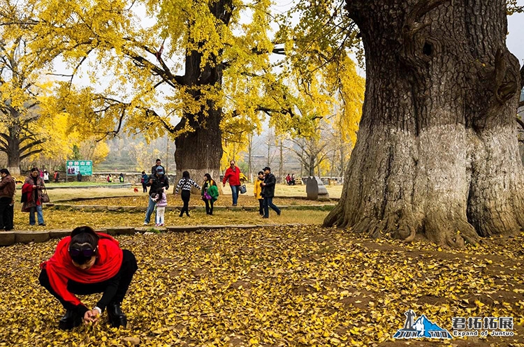 中国千年银杏谷随州银杏谷拓展基地