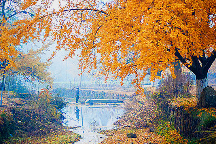中国千年银杏谷随州银杏谷拓展基地