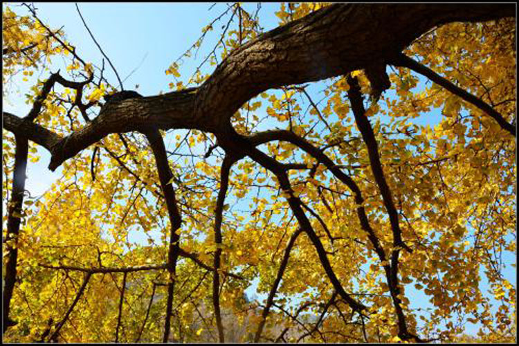 中国千年银杏谷随州银杏谷拓展基地