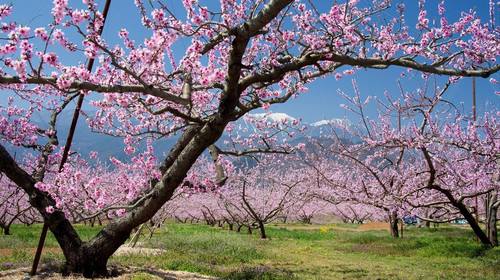 武汉紫薇都市田园景区拓展基地