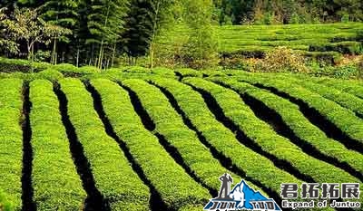 红安春晓家庭农场拓展基地