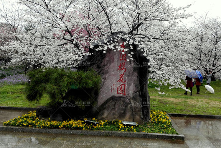 雨中樱花1.jpg